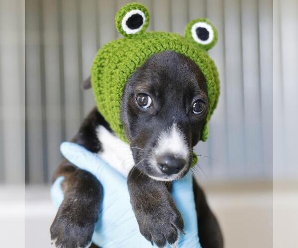 Medium Photo #1 American Staffordshire Terrier-Unknown Mix Puppy For Sale in San Antonio, TX, USA