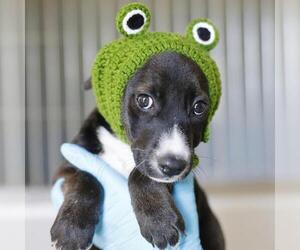 American Staffordshire Terrier-Unknown Mix Dogs for adoption in San Antonio, TX, USA