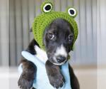 SCOOBERT - Male American Staffordshire Terrier-Unknown Mix Dog for Adoption - Small photo
