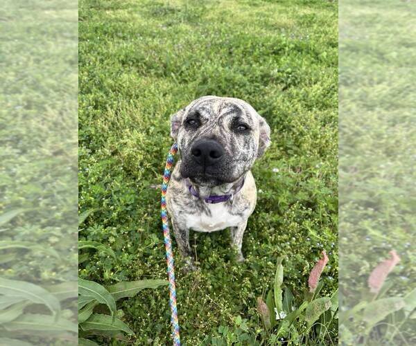 Medium Photo #4 Mutt Puppy For Sale in Abbeville, LA, USA