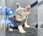 Small #8 French Bulldog