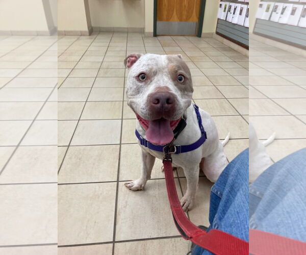 Medium Photo #1 American Pit Bull Terrier-Unknown Mix Puppy For Sale in Virginia Beach, VA, USA