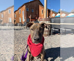 American Staffordshire Terrier-Unknown Mix Dogs for adoption in Fort Collins, CO, USA