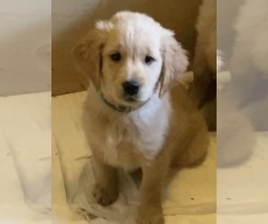 Golden Retriever Puppy for sale in SPRING, TX, USA