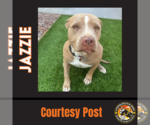 Small Photo #1 American Pit Bull Terrier-Unknown Mix Puppy For Sale in Chandler, AZ, USA