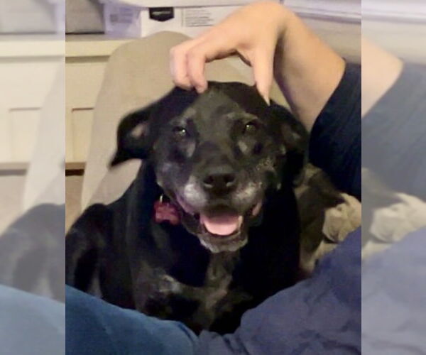 Medium Photo #19 Boxer-Unknown Mix Puppy For Sale in Mount Laurel, NJ, USA