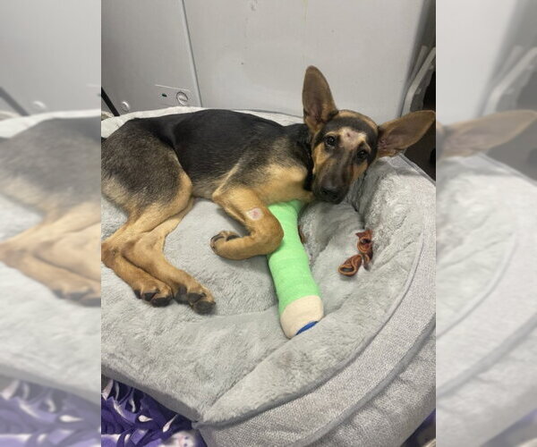Medium Photo #1 German Shepherd Dog Puppy For Sale in Tracy, CA, USA