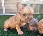 Small #8 French Bulldog