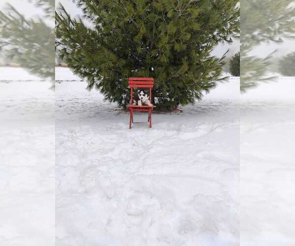 Medium Photo #5 Siberian Husky Puppy For Sale in AUBURN, NY, USA