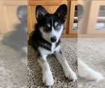 Small Alaskan Klee Kai