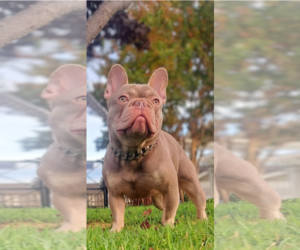 Mother of the French Bulldog puppies born on 05/22/2026