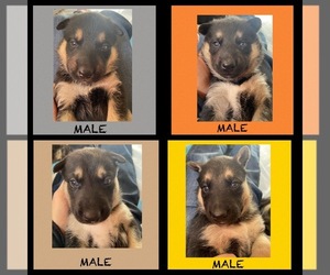 German Shepherd Dog-Siberian Husky Mix Puppy for sale in MOUNT HOREB, WI, USA