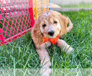 Goldendoodle (Miniature) Puppy for sale in ROY, UT, USA