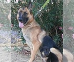 Small #27 German Shepherd Dog