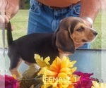 Small #18 Beagle