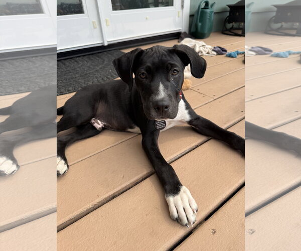 Medium Photo #2 Labrador Retriever-Unknown Mix Puppy For Sale in Bellevue, WA, USA