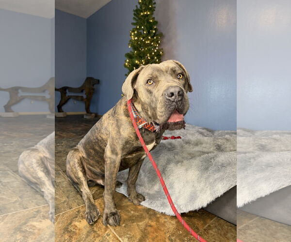 Medium Photo #3 Mutt Puppy For Sale in Goodyear, AZ, USA