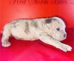 Small #3 American Bully