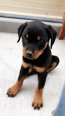 Rottweiler Puppy for sale in EAGLE MOUNTAIN, UT, USA