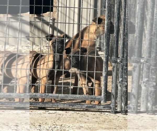Medium Photo #1 Belgian Malinois Puppy For Sale in KOKOMO, IN, USA
