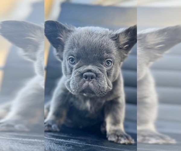 Medium Photo #14 French Bulldog Puppy For Sale in CHARLOTTE, NC, USA