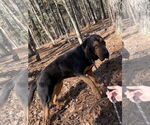 Small #2 Bloodhound