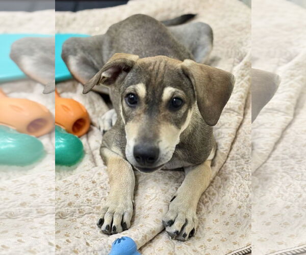 Medium Photo #4 Beagle-Unknown Mix Puppy For Sale in Jefferson, NJ, USA