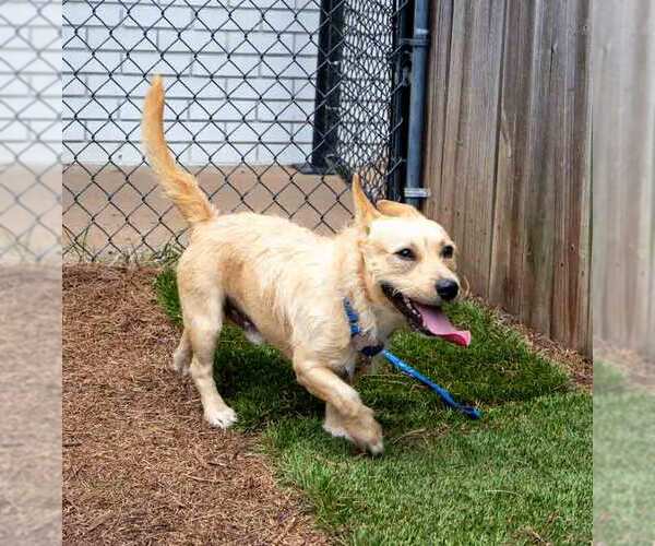 Medium Photo #4 Mutt Puppy For Sale in Kennesaw, GA, USA