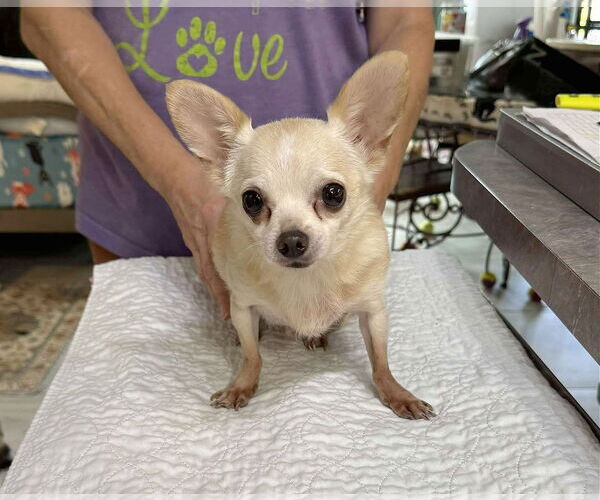 Medium Photo #1 Chihuahua Puppy For Sale in Benton, LA, USA