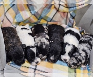 Schnoodle (Miniature) Puppy for sale in GOSHEN, IN, USA
