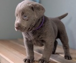 Small #1 Labrador Retriever