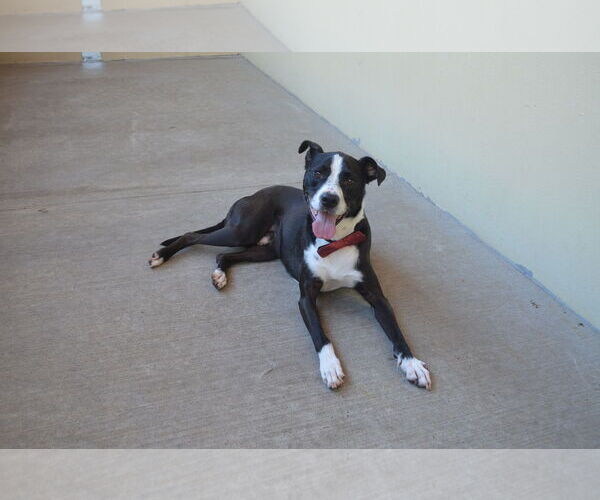 Medium Photo #3 Border Collie-Unknown Mix Puppy For Sale in McKinney, TX, USA