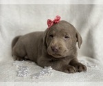Small Photo #1 Labrador Retriever Puppy For Sale in CEDAR LANE, PA, USA
