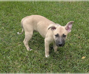 Remi - Male German Shepherd Dog-Unknown Mix Dog for Adoption - Photo #2
