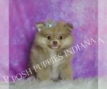 Small Photo #22 Pomeranian Puppy For Sale in WARSAW, IN, USA