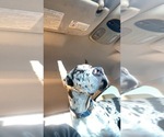 Small #4 Great Dane