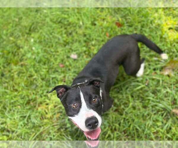 Medium Photo #2 Mutt Puppy For Sale in Hinton, WV, USA