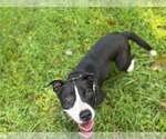 Small Photo #2 Mutt Puppy For Sale in Hinton, WV, USA