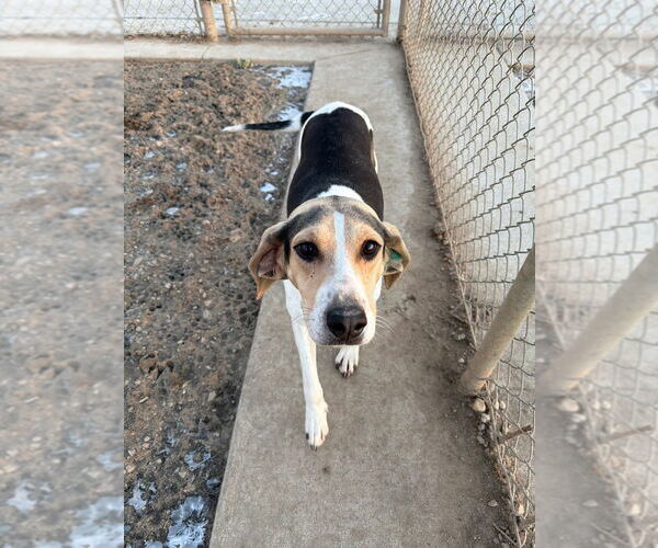 Medium Photo #3 Mutt Puppy For Sale in Pierceton , IN, USA