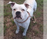 Small American Bulldog
