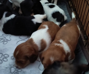 Dachshund Puppy for sale in LOGANVILLE, GA, USA