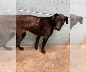 Labrador Retriever-Unknown Mix Dogs for adoption in Downey, CA, USA