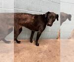 Small Labrador Retriever Mix