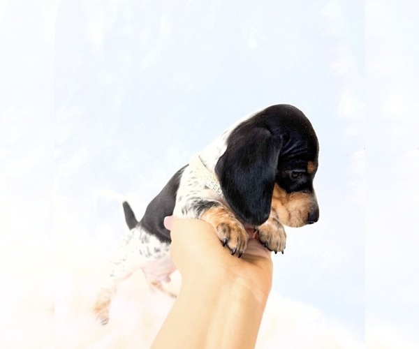 Medium Photo #7 Dachshund Puppy For Sale in DAVIS, CA, USA