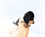 Small #6 Dachshund
