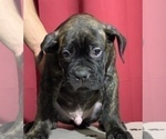 Small Photo #17 Cane Corso Puppy For Sale in COTTAGE GROVE, OR, USA
