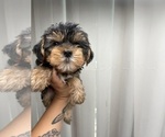 Small #1 Yorkshire Terrier