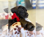 Small #4 Mutt