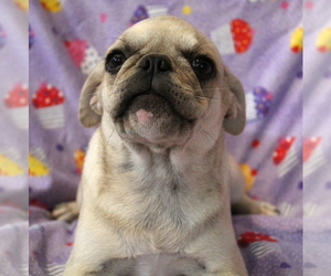 Pug Puppy for sale in Abilene, KS, USA