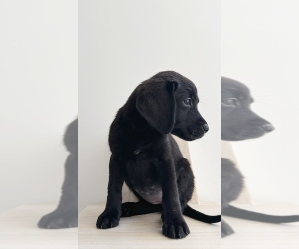 Medium Photo #4 Labrador Retriever Puppy For Sale in ENCINITAS, CA, USA